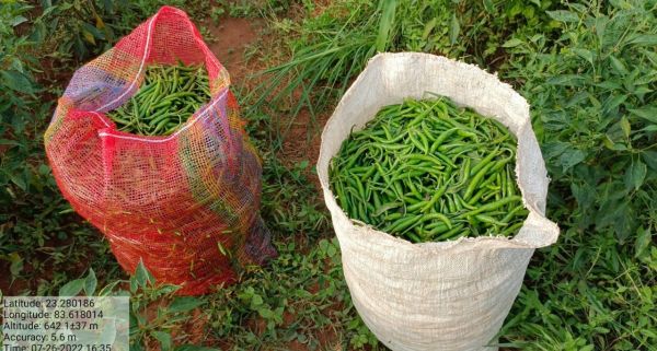 गौठान में मिर्च की खेती कर महिलाएं हो रही मालामाल