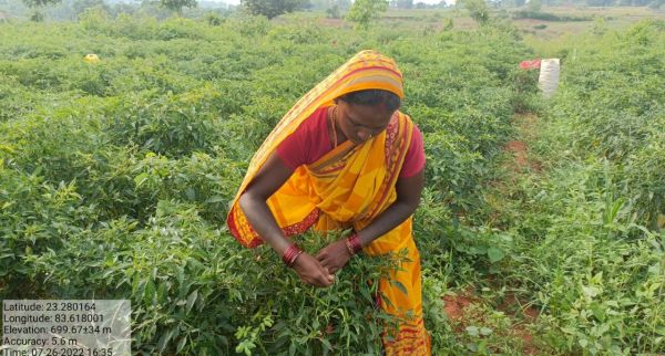 गौठान में मिर्च की खेती कर महिलाएं हो रही मालामाल