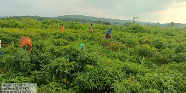 गौठान में मिर्च की खेती कर महिलाएं हो रही मालामाल