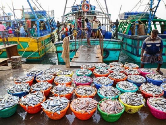  समुद्री खाद्य निर्यात में भारत ने बनाया रिकॉर्ड, 72 हजार करोड़ के पार पहुंचा आंकड़ा