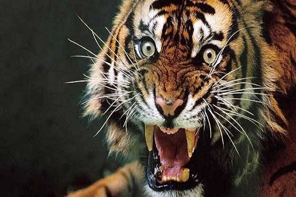 बाघ के हमले में भैंस और उसके बच्चे की मौत, दहशत में ग्रामीण