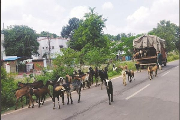 टाउनश्पि मे तीन ट्रक चराने लाये बकरियों को सुपेला और केम्प में वापस भेजा गया