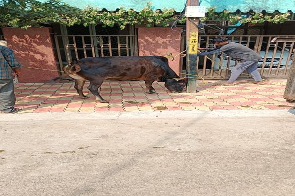 सड़क दुर्घटना को रोकने आवारा घूमन्तू पशुओ की धरपकड़ निरंतर जारी।