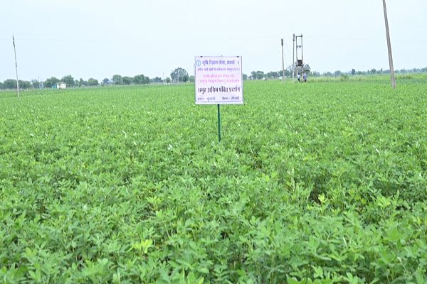 तिलहन मॉडल गांव अंतर्गत मूंगफली समूह फसल प्रदर्शन