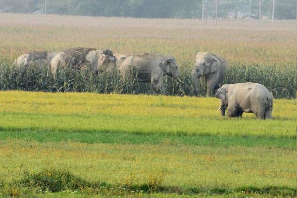 सैकड़ों किसान हाथियों के उत्पात से परेशान, फसल बर्बाद