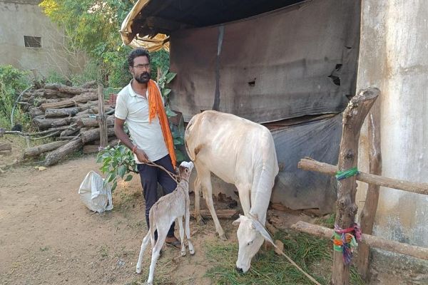 पशु चिकित्सकों ने बचाई गाय-बछड़े की जान