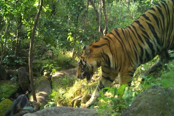 ट्रैप कैमरे में कैद हुआ बाघ, भैंस और गाय का किया शिकार,चार दिनों से कर रहा विचरण
