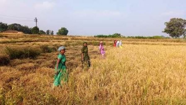 14 नवम्बर से जिले के 54 उपार्जन केंद्रों में शुरू होगी धान खरीदी, किसानों में अपार उत्साह