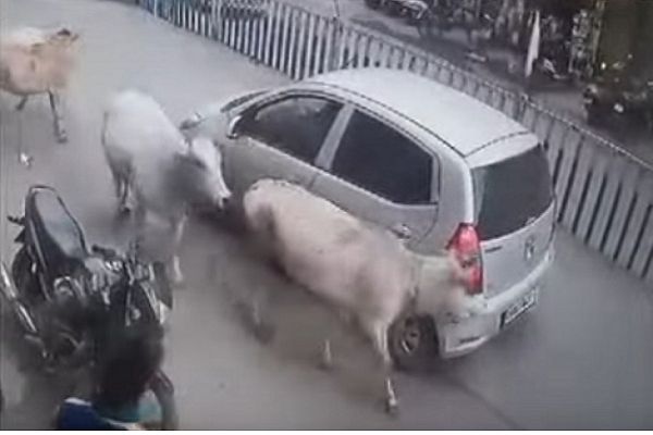 रायगढ़ में ममता और साहस का अनोखा नज़ारा: गायों ने घायल बछड़े को बचाया