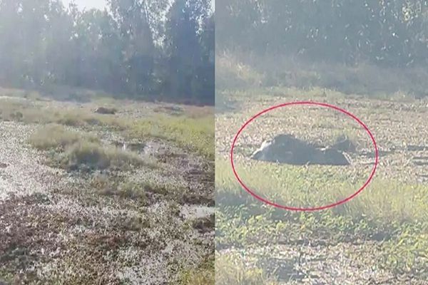 हाथी शावक की मौत : जंगल में बने स्टॉप डैम में फंसा, जांच में जुटा वन विभाग