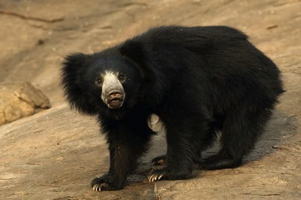भालू के हमले से बाप -बेटा की मौत, दो अन्य घायल