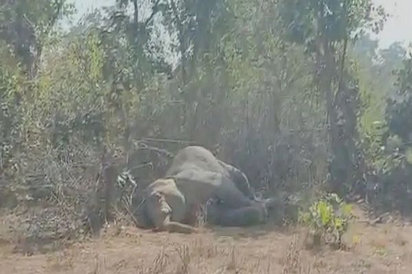 प्रतापपुर वन परिक्षेत्र में मिला नर हाथी का शव, जांच में जुटा वन विभाग...