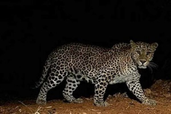 अज्ञात वाहन की ठोकर से घायल हुआ तेंदुआ, गरियाबंद में चल रहा इलाज...