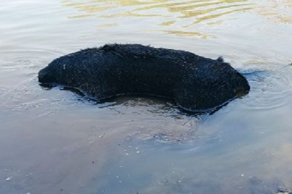 भालू की मौत, तीन वनकर्मी निलंबित