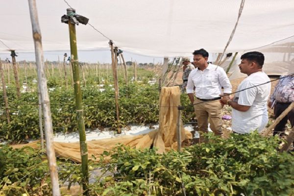 कलेक्टर ने जयेश टांक के खेतों में पहुँचकर फसल उत्पादन के कार्य का लिया जायजा