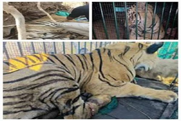 घायल बाघ का जंगल सफारी में इलाज जारी, बाघ के जल्द स्वस्थ होने की उम्मीद