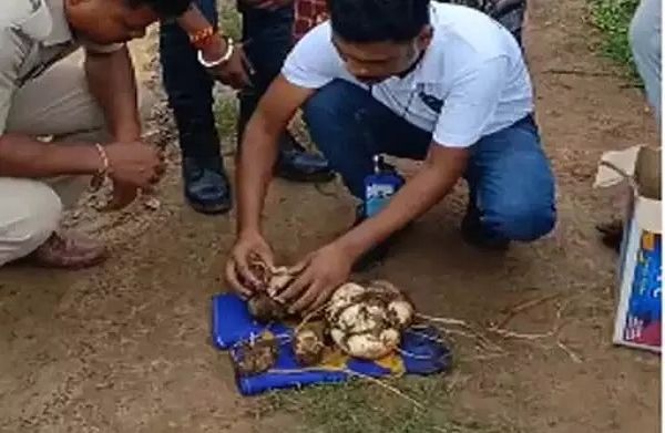 अजगर ने खेत में 14 अंडे दिए, वन विभाग ने निगरानी में रखा