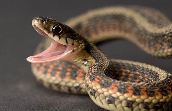 चलती बाइक से निकला जिंदा सांप: बाल- बाल बचा युवक