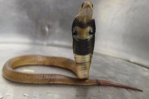 बेडरूम में बेबी कोबरा मिलने से मचा हड़कंप, कांप उठे लोग, रेस्क्यू कर जंगल में छोड़ा