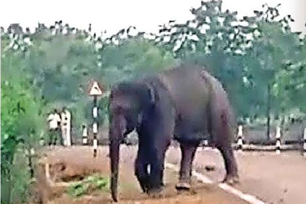 खेत उजाड़ा, युवक पर हमला किया, 24 घंटे आतंक मचाने के बाद जंगल की ओर लौटा हाथी