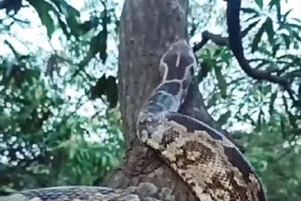 911 दिन में 642 लोगों को सांप ने काटा:ढाई-साल में 49 की मौत