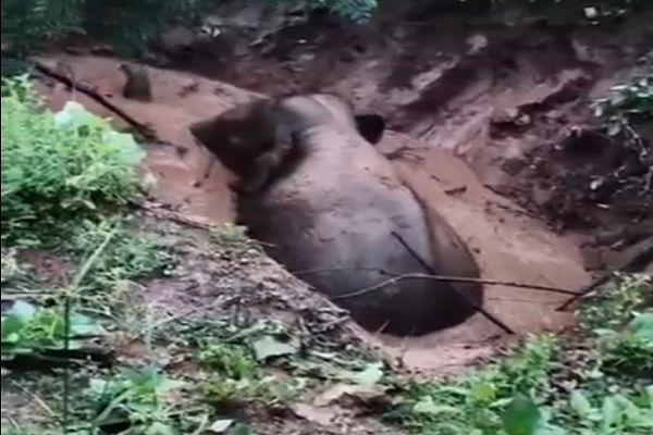 कुएं में गिरा हाथी, वन विभाग का रेस्क्यू अभियान जारी