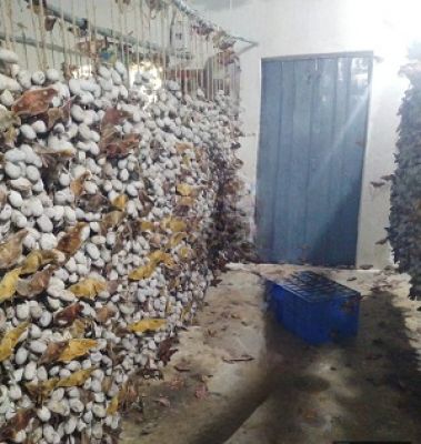 25 वर्षों में रेशम विभाग की योजनाओं ने बदली ग्रामीण अर्थव्यवस्था की तस्वीर