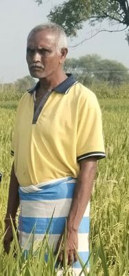 कम जल खपत वाली धान की नई किस्म एमटीयू 1156 एवं 1153 से अधिक उपज &ndash; कीट एवं व्याधि के प्रति प्रतिरोधी फसल