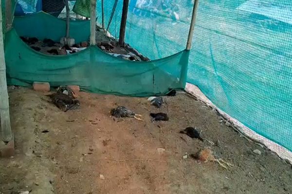 अज्ञात व्यक्ति ने पोल्ट्रीफार्म में घुसकर मुर्गियों-बतखों को मारा, ग्रामीणों में आक्रोश