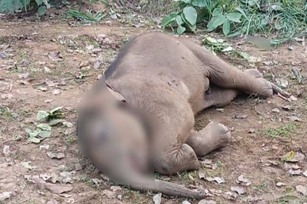 तालाब में डूबने से हाथी शावक की मौत, झुंड के हाथियों ने साथी को दी 'विदाई'