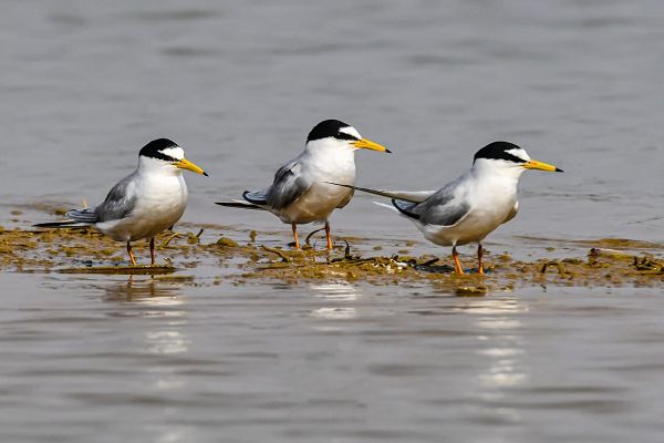  कोपरा जलाशय को राज्य का पहला रामसर साइट घोषित किया जाना छत्तीसगढ़ के लिए गर्व का क्षण: मुख्यमंत्री श्री विष्णु देव साय