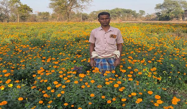 मेरीगोल्ड की खेती से बदली आर्थिक तस्वीर