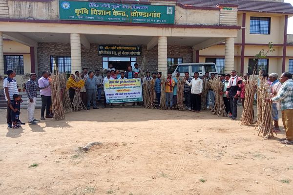 कोंडागांव जिले में कसावा की खेती : कृषि विज्ञान केंद्र का नवाचार