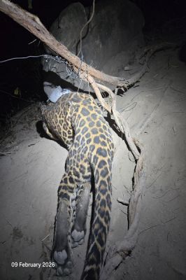 कटघोरा वनमंडल की सतर्कता से तेंदुए का सफल रेस्क्यू और शिकारी गिरफ्तार