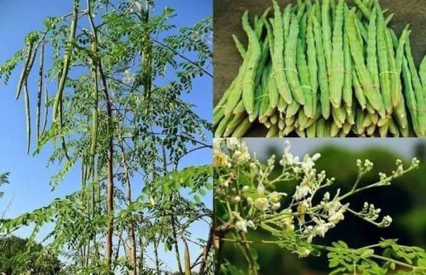 विशेष लेख :कुरूद कृषि महाविद्यालय में मोरिंगा आधारित परियोजना स्वीकृत, किसानों की आय व पोषण सुरक्षा को मिलेगा बल