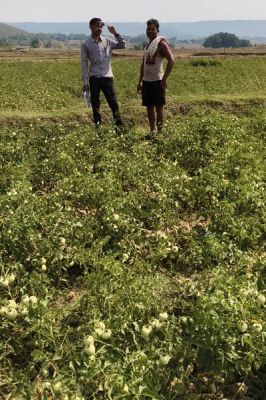 राष्ट्रीय बागवानी मिशन से किसानों को संबल : उन्नत तकनीक से टमाटर खेती में बढ़ा उत्पादन और मुनाफा