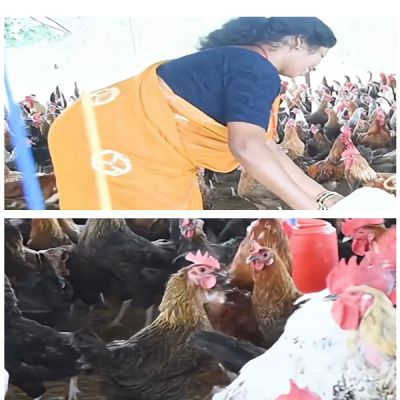 आजीविका मिशन से बदली तस्वीर: चर्रा की योगेश्वरी देवांगन बनीं महिला सशक्तिकरण की प्रेरणा