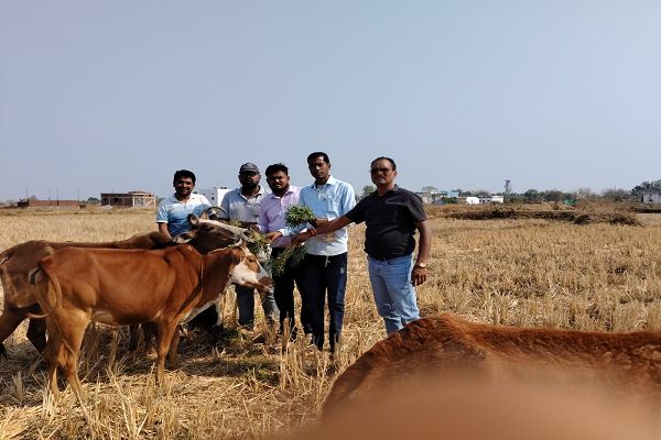 मेडिकल टीम लोरमी के द्वारा गौ सेवा किया  