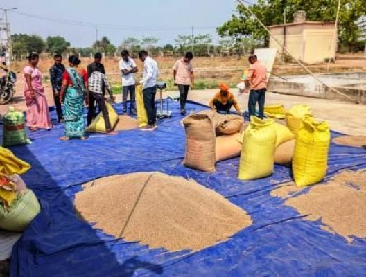 पीएम-आशा योजना अंतर्गत समर्थन मूल्य पर दलहन-तिलहन की की जा रही खरीदी