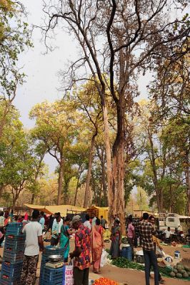 तेज आंधी-तूफान से साप्ताहिक बाजार में अफरा-तफरी, सूखी डालियां गिरने से बाल-बाल बचे लोग