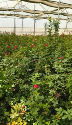  गुलाबों से महकती सफलता: सूरजपुर के किसान की प्रेरक कहानी