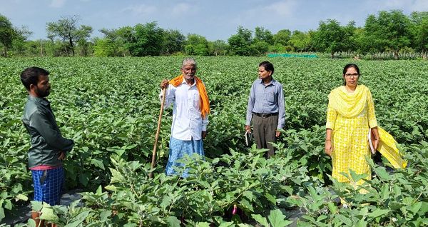 ग्राफ्टेड बैंगन की खेती से बड़ा मुनाफा