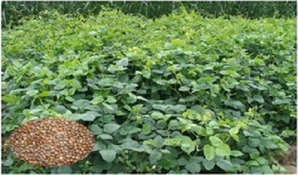 हरी खाद - मिट्टी की खोई उर्वरता बढ़ाने का प्राकृतिक समाधान