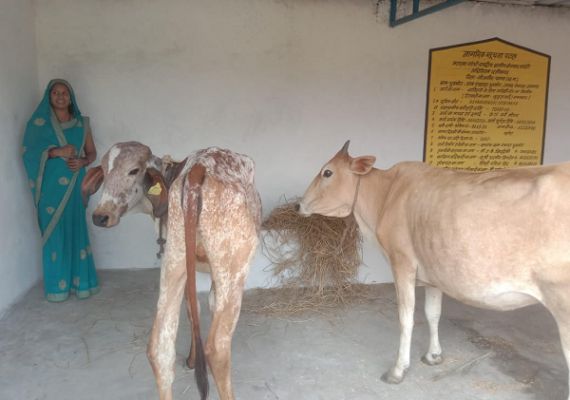 पशुपालन से सुकृता की बदली तस्वीर, मनरेगा बना सहारा