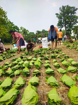 सुकमा में तेंदूपत्ता संग्रहण तेज़ी से जारी, 35 हजार से अधिक बोरे का हुआ संग्रहण