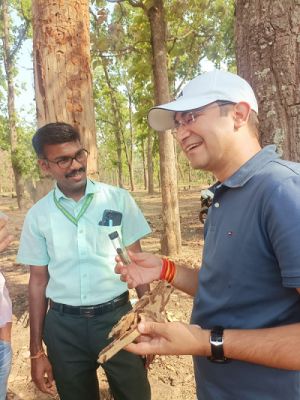 *साल हार्टवुड बोरर छत्तीसगढ़ के साल वनों के लिये एक गंभीर किट है-*