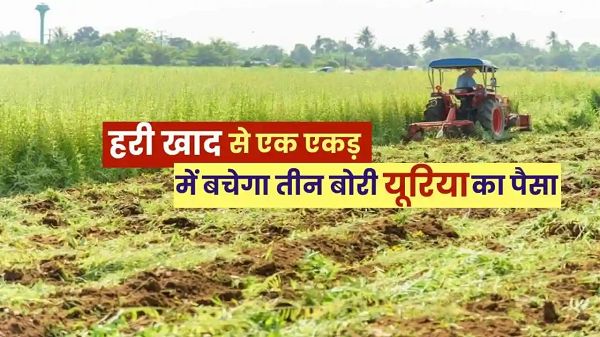  विशेष लेख : हरी खाद- खेती में बढ़ेगा उत्पादन, मिट्टी की सेहत होगी बेहतर  