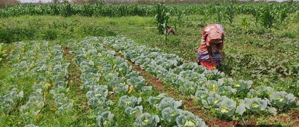  बस्तर में तकनीक और हौसले से महकी तुलसा बघेल की बाड़ी