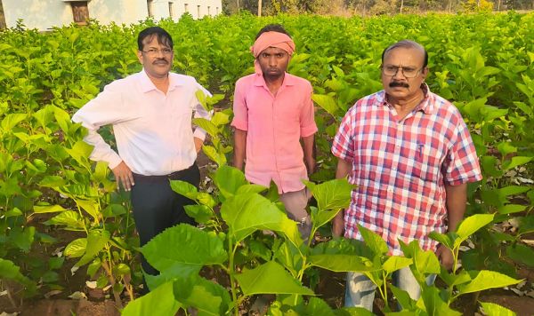  ​धमतरी में रेशम की चमक: 'सिल्क समग्र-2' से संवर रही ग्रामीणों की तकदीर, किसान बन रहे आत्मनिर्भर