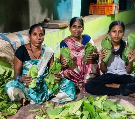 संग्राहकों की मेहनत,शासन की दूरदर्शी पहल ने तेंदूपत्ता के माध्यम से खोली समृद्धि की राह